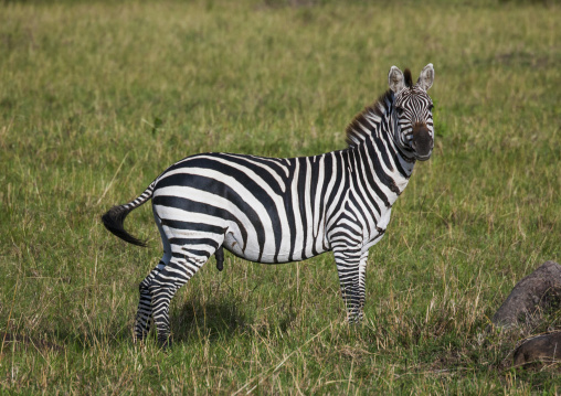 Burchells zebra (equus burchellii), Rift valley province, Maasai mara, Kenya