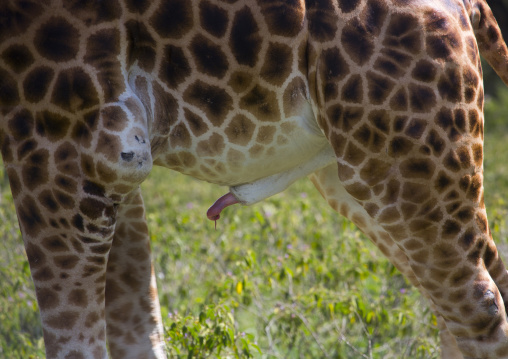 Rothchild's giraffe penis (giraffa camelopardalis), Nakuru district of the rift valley province, Nakuru, Kenya