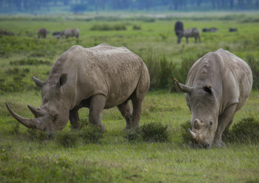 Black rhinos (diceros bicornis), Nakuru district of the rift valley province, Nakuru, Kenya