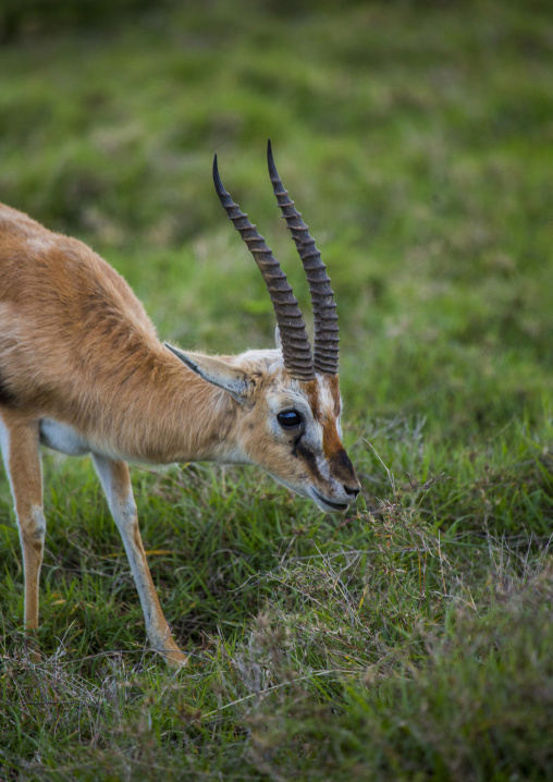 Male impala (aepyceros melampus), Rift valley province, Lake baringo, Kenya