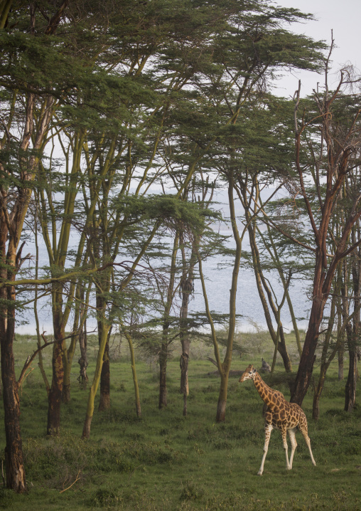 Rothchild's giraffe (giraffa camelopardalis), Rift valley province, Lake baringo, Kenya