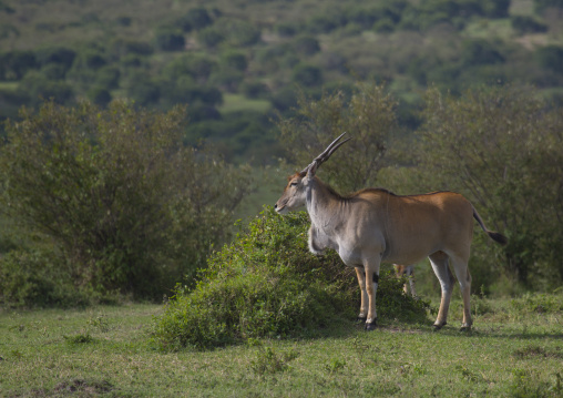 Greater kudu (tragelaphus strepsiceros) in the bush, Rift valley province, Maasai mara, Kenya