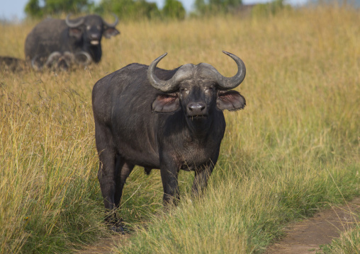 Cape buffalo (syncerus caffer) bull, Rift valley province, Maasai mara, Kenya