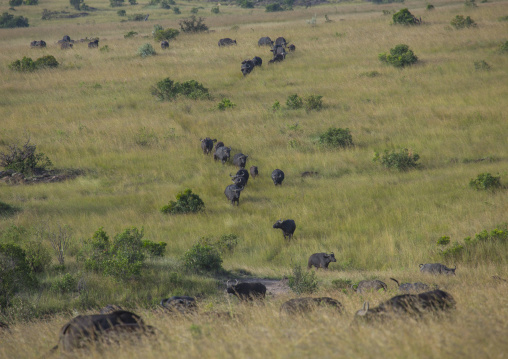 Cape buffalos (syncerus caffer) bulls, Rift valley province, Maasai mara, Kenya