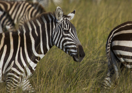 Burchells zebra (equus burchellii) herd, Rift valley province, Maasai mara, Kenya