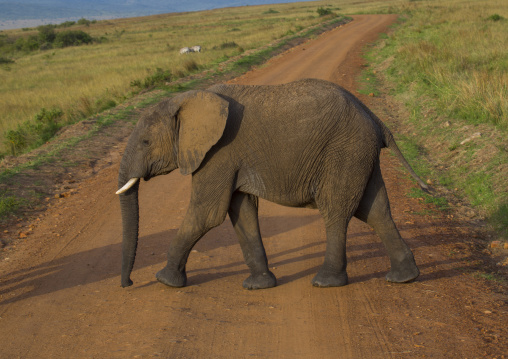 African elephant (loxodonta africana) crossing a road, Rift valley province, Maasai mara, Kenya