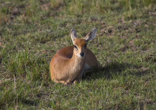 Impala (aepyceros melampus), Rift valley province, Maasai mara, Kenya