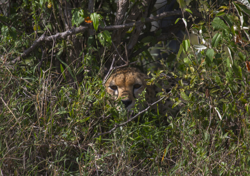 Cheetah (acinonyx jubatus) hiding in the bush, Rift valley province, Maasai mara, Kenya
