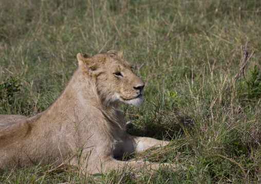 Young lion (panthera leo) resting in the savannah, Rift valley province, Maasai mara, Kenya