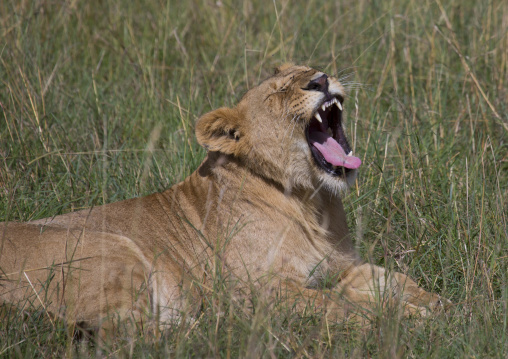 Lioness (panthera leo) cub roaring, Rift valley province, Maasai mara, Kenya