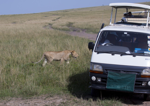 Tourists in a bus watching young lion (panthera leo) passing in the bush, Rift valley province, Maasai mara, Kenya