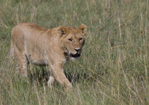 Young lion (panthera leo) hunting, Rift valley province, Maasai mara, Kenya