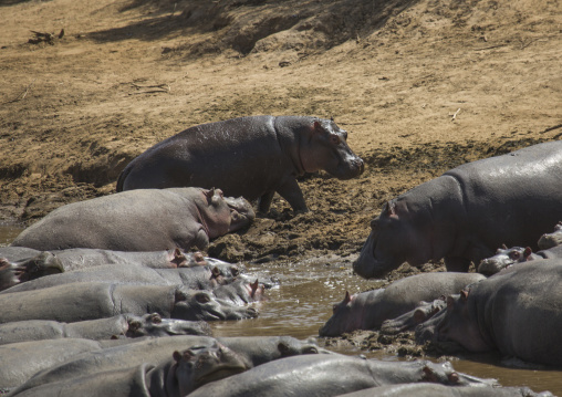 Hippopotamus amphibius in a river, Rift valley province, Maasai mara, Kenya