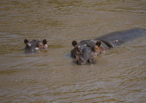 Hippopotamus amphibius in a river, Rift valley province, Maasai mara, Kenya