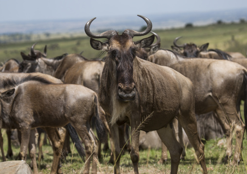 Black wildebeest (connochaetes gnou) herd, Rift valley province, Maasai mara, Kenya
