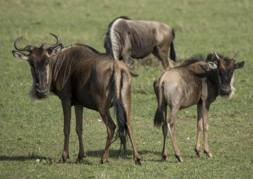 Black wildebeests (connochaetes gnou), Rift valley province, Maasai mara, Kenya