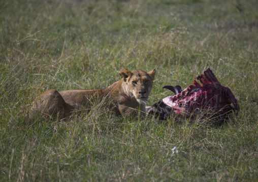 Lioness (panthera leo) eating a wildbeest, Rift valley province, Maasai mara, Kenya