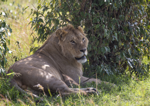 Lion (panthera leo) resting under a tree shadow, Rift valley province, Maasai mara, Kenya