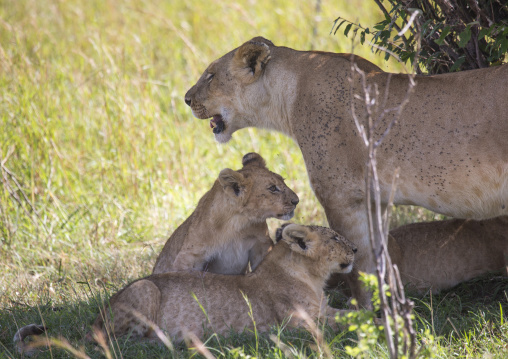 Lioness (panthera leo) mother and her young cubs, Rift valley province, Maasai mara, Kenya