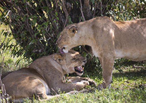 Lion and lioness (panthera leo) lying in the savannah, Rift valley province, Maasai mara, Kenya