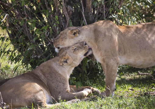 Lion and lioness (panthera leo) lying in the savannah, Rift valley province, Maasai mara, Kenya
