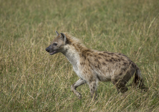 A spotted hyena in the grass, Rift valley province, Maasai mara, Kenya