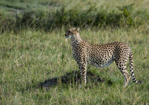 Cheetah (acinonyx jubatus) walking in the grass, Rift valley province, Maasai mara, Kenya