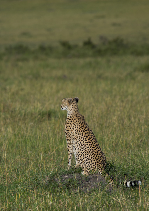 Cheetah (acinonyx jubatus) looking away, Rift valley province, Maasai mara, Kenya