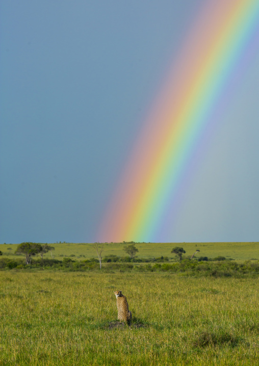 Cheetah (acinonyx jubatus) in front of a rainbow, Rift valley province, Maasai mara, Kenya