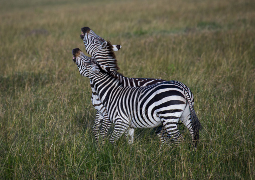 Burchells zebra (equus burchellii) stallions fighting, Rift valley province, Maasai mara, Kenya