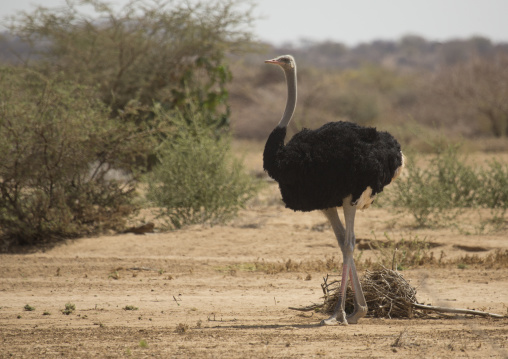 Somali ostrich, Marsabit district, Ngurunit, Kenya