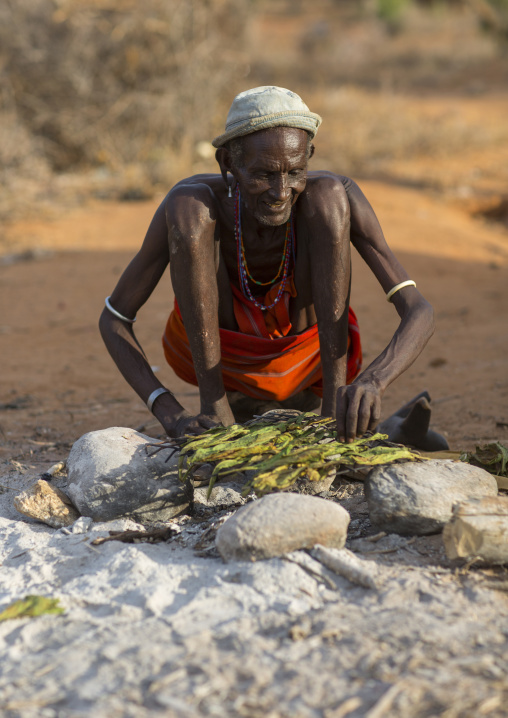 Rendille tribe old man drying tobacco leaves, Marsabit district, Ngurunit, Kenya