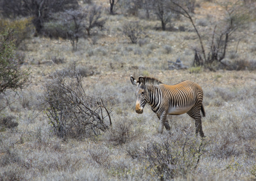 Grevys zebra in the bush, Samburu county, Samburu national reserve, Kenya
