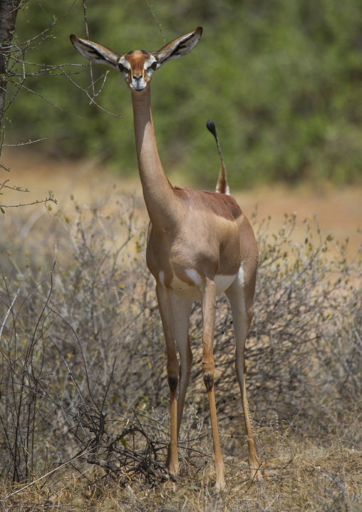 Gerenuk (litocranius walleri), Samburu county, Samburu national reserve, Kenya