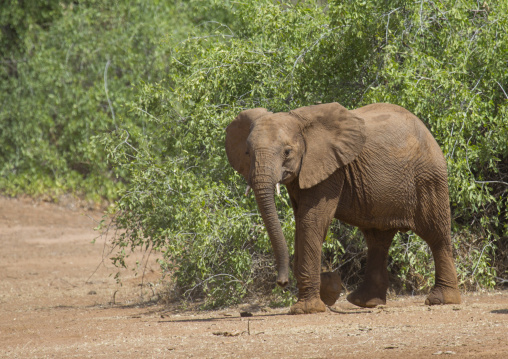 African elephant (loxodonta africana), Samburu county, Samburu national reserve, Kenya