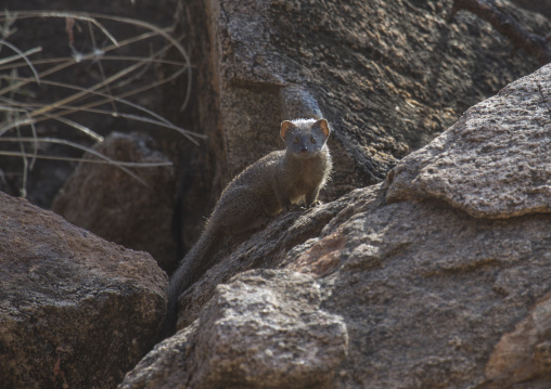 Dwarf mongoose (helogale parvula) in rocks, Samburu county, Samburu national reserve, Kenya
