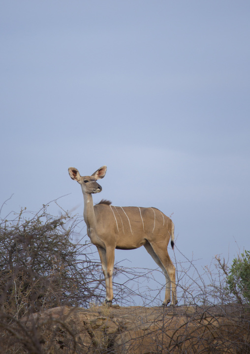 Great kudu female (tragelaphus strepsiceros), Samburu county, Samburu national reserve, Kenya