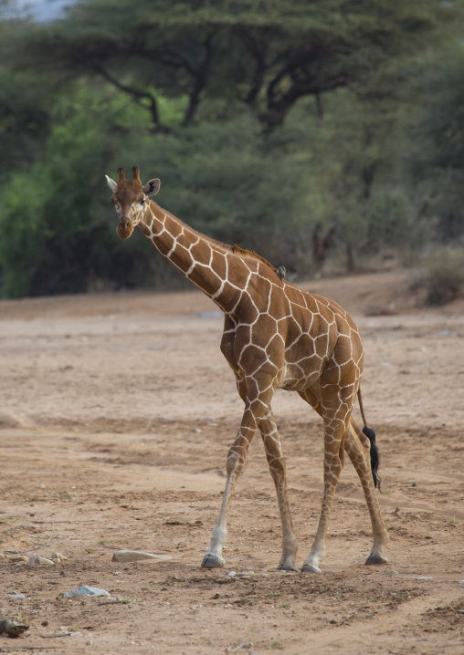 Reticulated giraffe, Samburu county, Samburu national reserve, Kenya