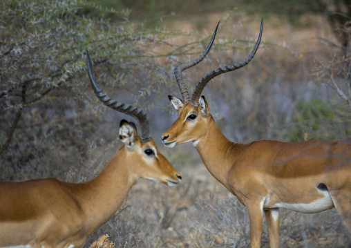 Male impalas (aepyceros melampus), Samburu county, Samburu national reserve, Kenya