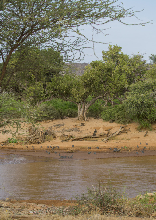 Banks of a river, Samburu county, Samburu national reserve, Kenya