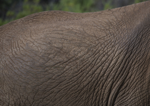 African elephant (loxodonta africana) skin, Samburu county, Samburu national reserve, Kenya