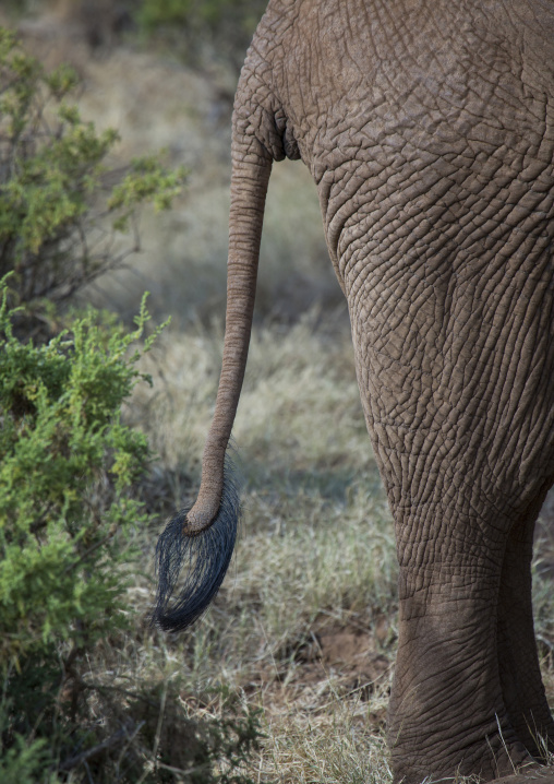 African elephant (loxodonta africana) tail, Samburu county, Samburu national reserve, Kenya