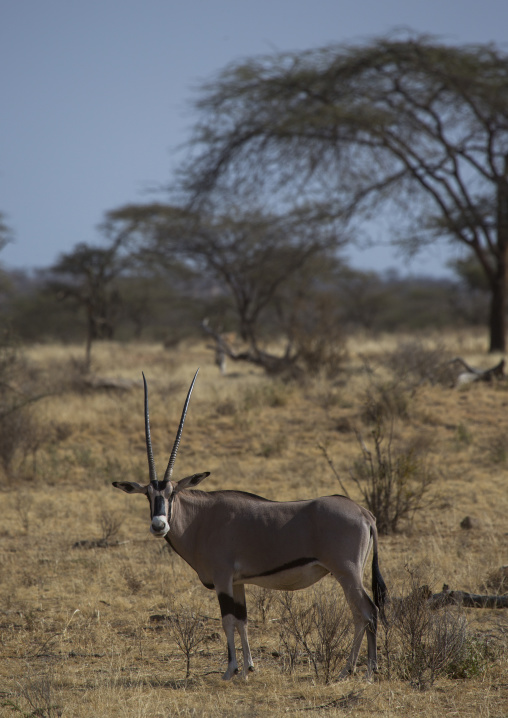Beisa gemsbok (oryx gazella beisa), Samburu county, Samburu national reserve, Kenya