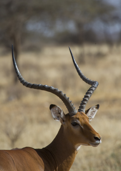 Male impala (aepyceros melampus), Samburu county, Samburu national reserve, Kenya