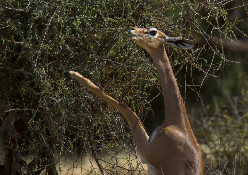 Gerenuk (litocranius walleri) browsing, Samburu county, Samburu national reserve, Kenya