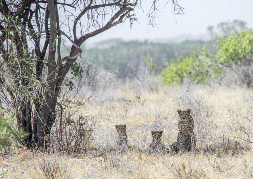 Cheetahs (acinonyx jubatus) family, Samburu county, Samburu national reserve, Kenya