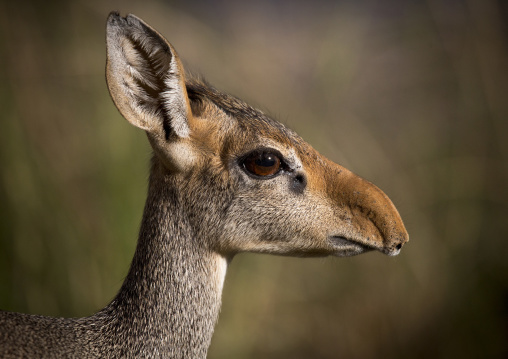 Kirk's dik-dik, Samburu county, Samburu national reserve, Kenya