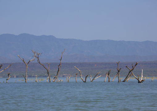 Trees covered by increased water, Baringo county, Baringo, Kenya