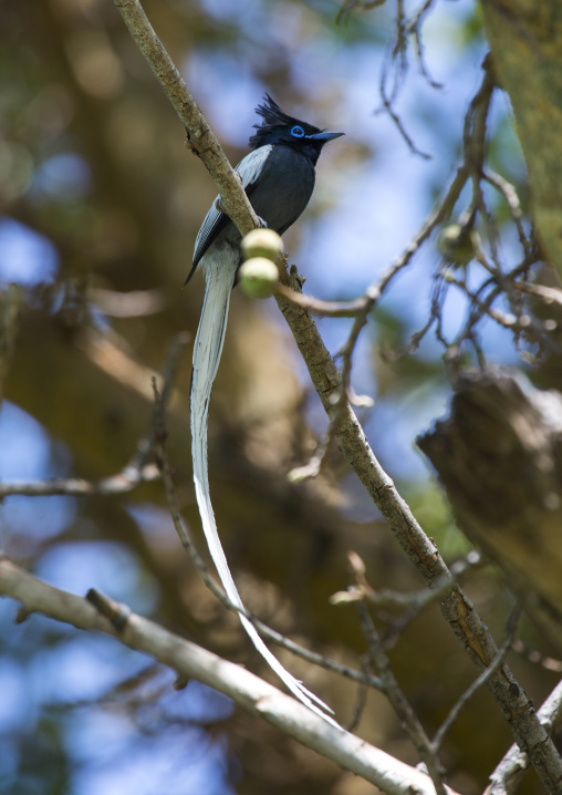Paradise flycatcher, Baringo county, Lake baringo, Kenya