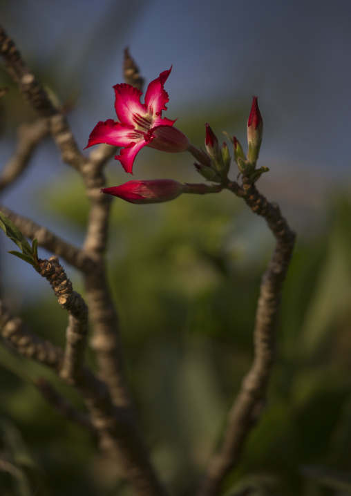 Bottle tree (pachypodium rosulatum) flower, Baringo county, Baringo, Kenya